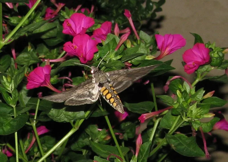 These Moths Smell Flowers Through Their Wings, Study Finds