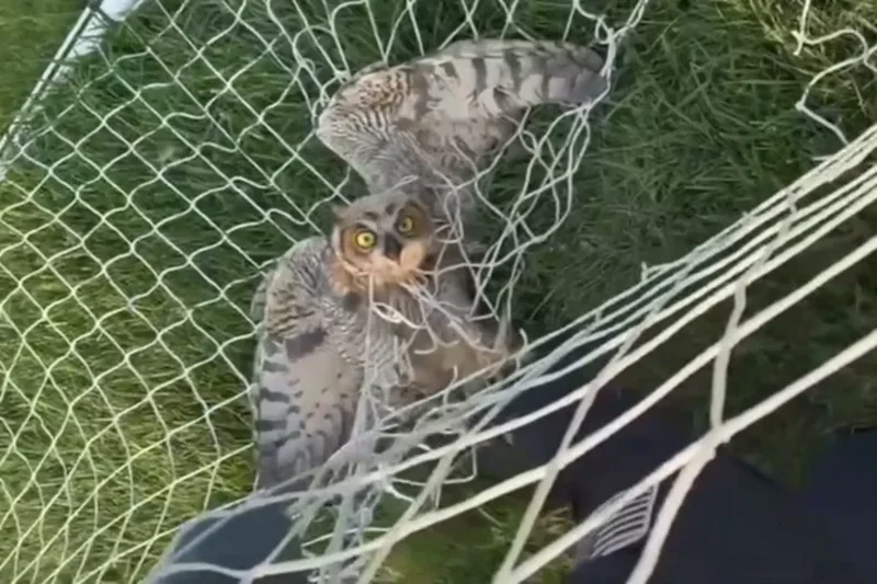 Watch: Bodycam captures dramatic rescue of owl trapped in goal net