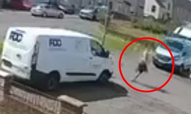 Moment man seriously injures two officers by reversing a van over them as police launch manhunt