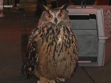 WATCH:  Escaped NYC owl Flaco gets tribute in new documentary