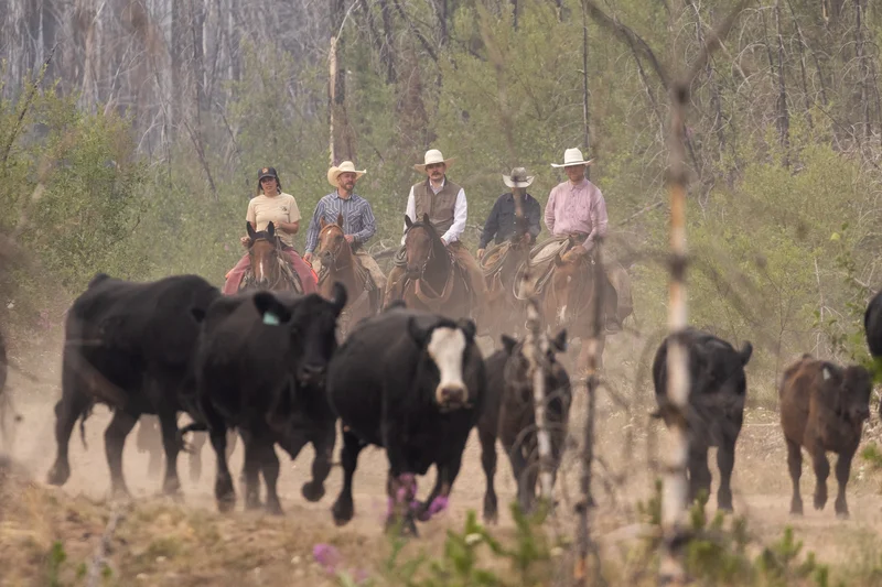 When wildfires struck, these B.C. cattle ranchers called in the cowboy cavalry
