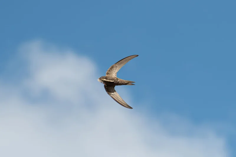 Understanding Nonisolated Async Code in Swift 6.2