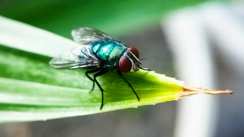 Smell of death could help trap invasive, cow-killing screwworms