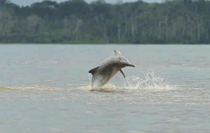 Amazon River Dolphins Face 95% Loss in 50 Years