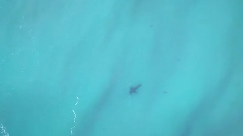 Drone pilot helps spot lurking shark on Bondi Beach