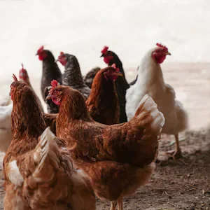 Bird flu: What New Zealand can learn from a US poultry farmer hit with H5N1