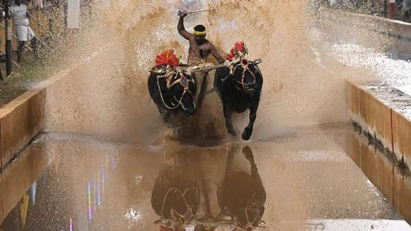 Kambala in Mysuru Dasara: Debate over culture and cost