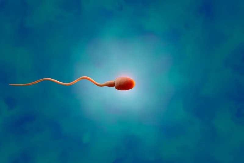 Tansplanted testicular tissue grew sperm in an infertile patient