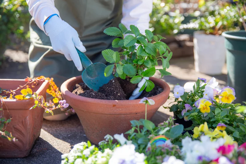 Crocus discount codes for July 2026 – save 15% on garden essentials