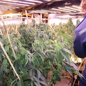 Cannabis bust: 16 arrested as $6.5m haul seized in Rotorua, Auckland raids