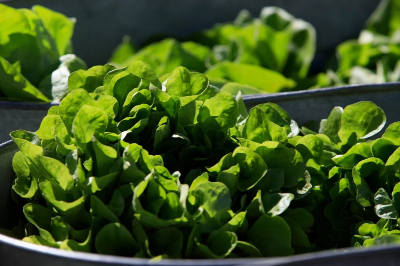 Between prices and a diarrhea-causing parasite, lettuce is causing hard times at some restaurants