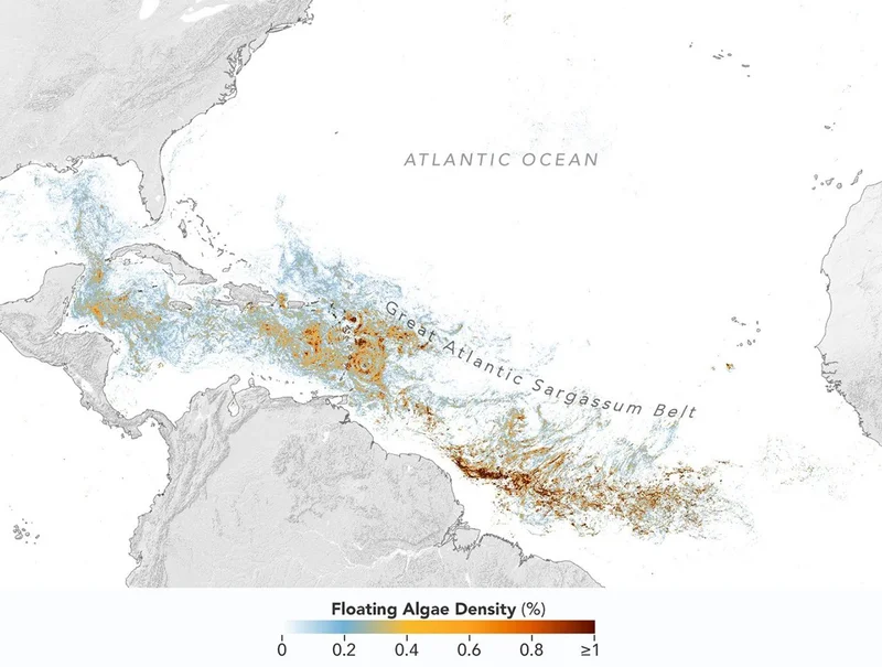 Sizing Up the Sargassum Belt