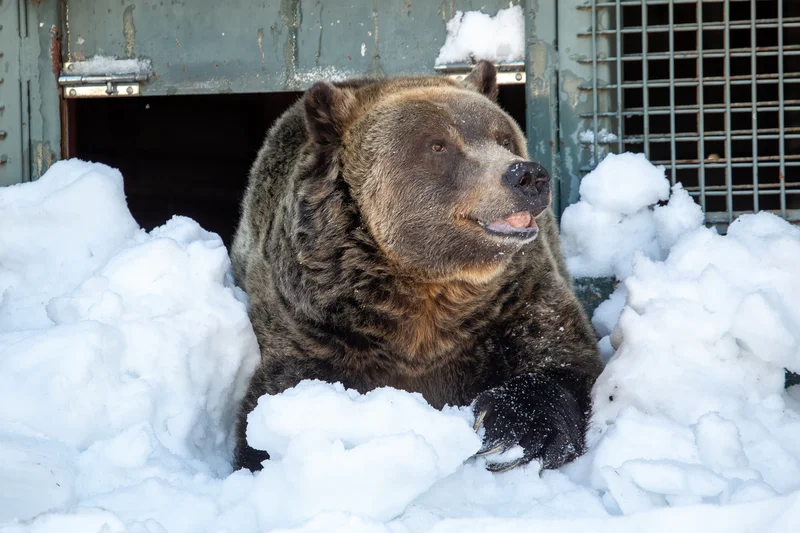 Grouse Mountain’s iconic bear Grinder dies