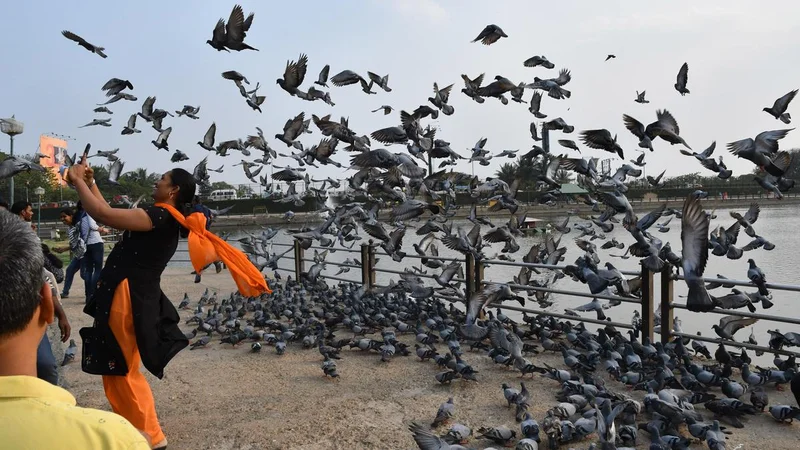 Karnataka issues guidelines to regulate pigeon feeding in public places