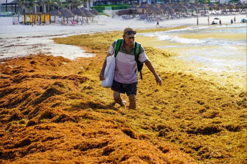 Navy unveils 2-billion-peso plan to combat surging sargassum in the Caribbean: Thursday’s mañanera recapped