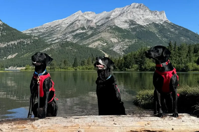 New mussel detection dogs join Alberta’s fight against invasive species