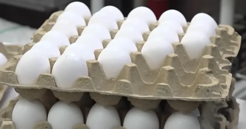 1.6 million eggs recalled over possible salmonella contamination