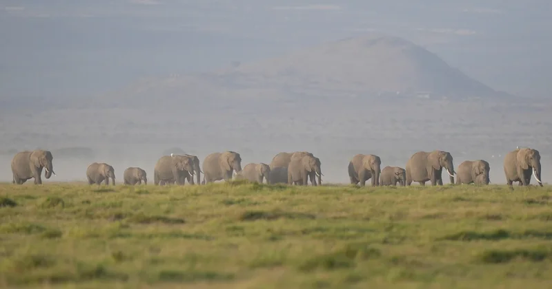 Kenya investigates deaths of 15 elephants in Amboseli National Park