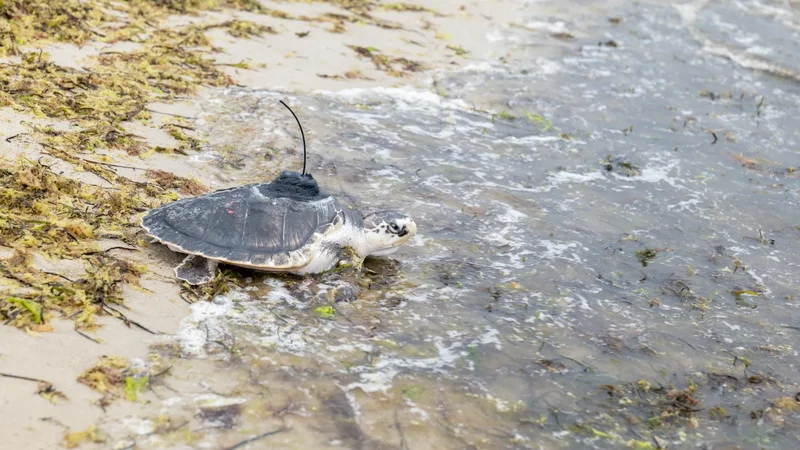 Bon voyage, Papyrus! 5 rescued sea turtles named after fonts released in Cape Cod