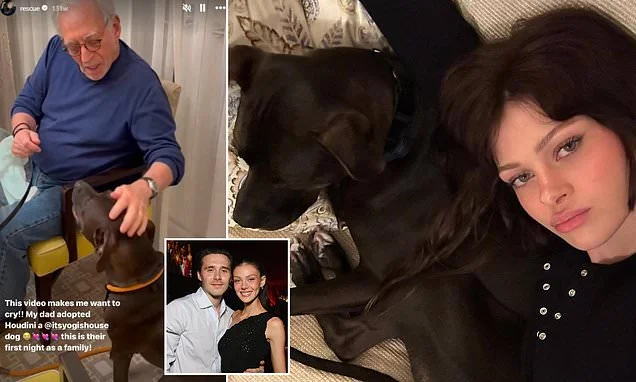 Brooklyn Beckham's billionaire father-in-law is in the dog house AGAIN as visitor to his $375M mansion claims she was attacked by 'dangerous' pit bull gifted by daughter Nicola