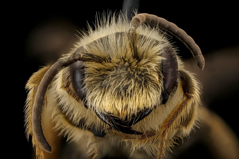 Can bees sense magnetic fields?
