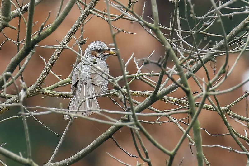 Sit back and watch the birds—your health will thank you, data shows