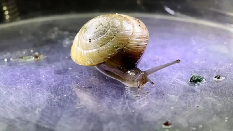 Bermuda snail rebounds from under 200 survivors to 100,000 released