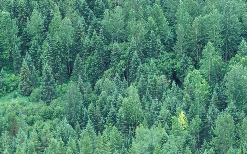 CSOs launch Nigeria’s forest, climate journalism fellowship