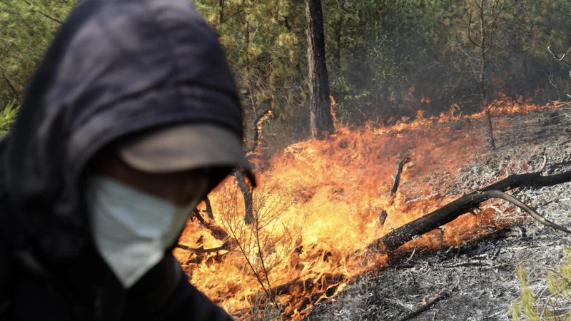 Heatwave hits North Africa, with power cuts in Tunisia and wildfires in Algeria