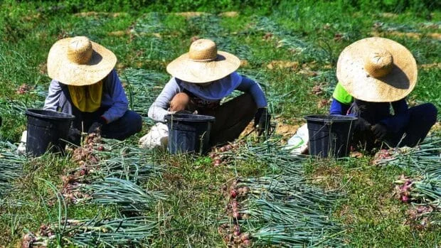More farmers adopt modern technologies, says NFA