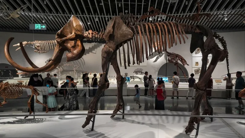 What to see at the Shenzhen Natural History Museum, from dinosaur fossils to meteorites