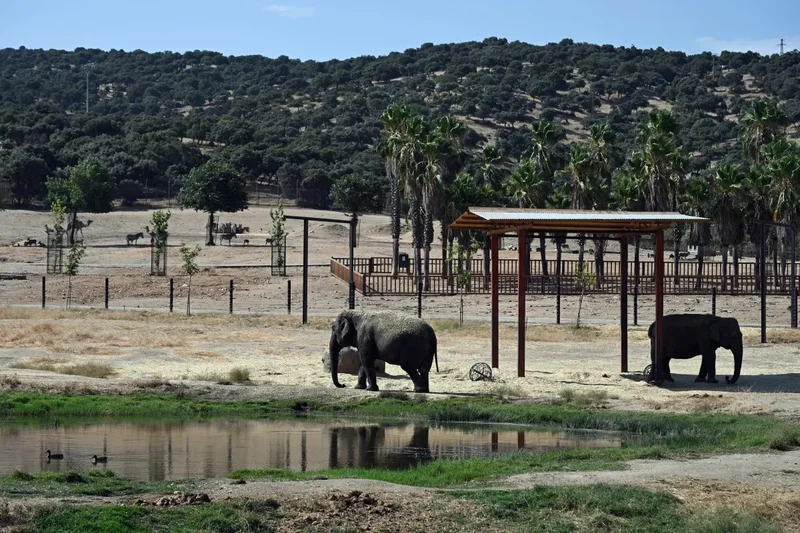 How safari park animals grazed calmly amid Spain's 'terror' of fire