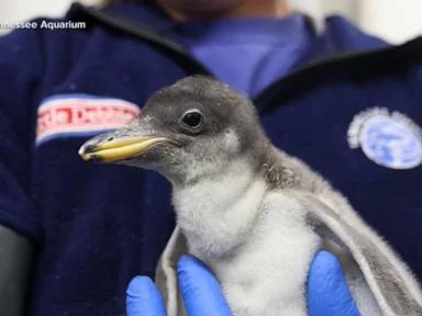 WATCH:  New baby penguin