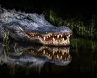 Florida woman’s autopsy report reveals extent of alligator attack