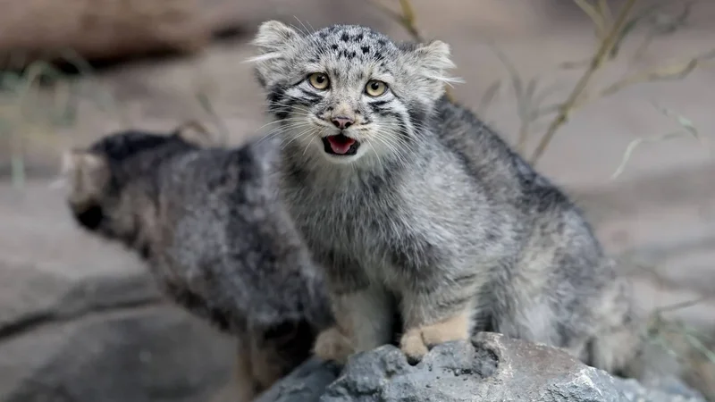 ‘Grumpy’ Pallas kittens go on display at Japan zoo