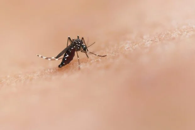 Cebu City dengue cases climb 12% to 1,228; 10 deaths logged