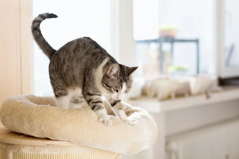 Veterinarian explains why cats knead with their paws