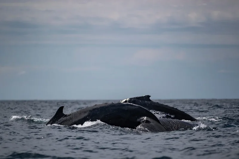 Huge whale ‘supergroups’ show numbers are rebounding. The Iran war threatens that