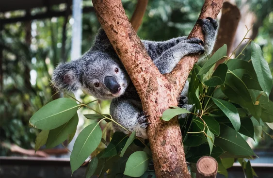 Koalas Are Getting a Vaccine to Help With Their STD Problem