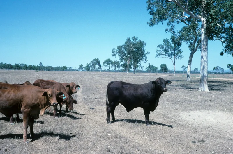 US Lifts Mexico Cattle Ban After Screwworm Crisis