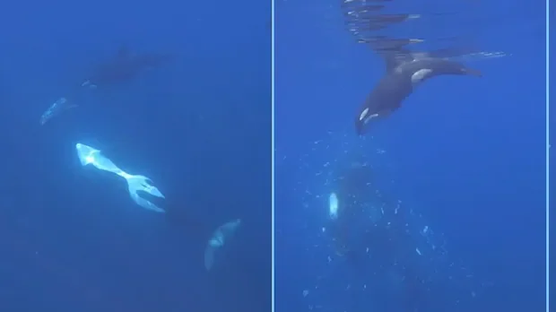 Orcas filmed smashing sunfish to smithereens