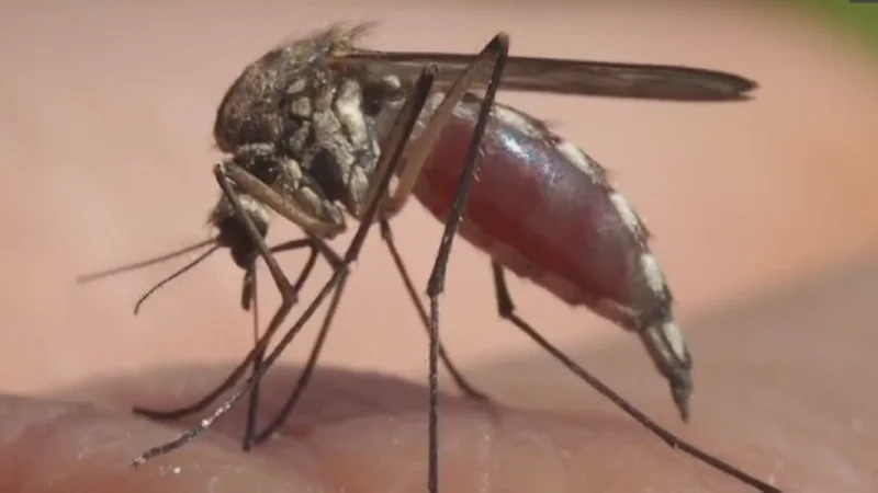 Mosquitoes are ‘bugging’ Saskatchewan, with numbers way up compared to past years