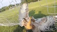 Watch: Police officers free owl tangled in football net