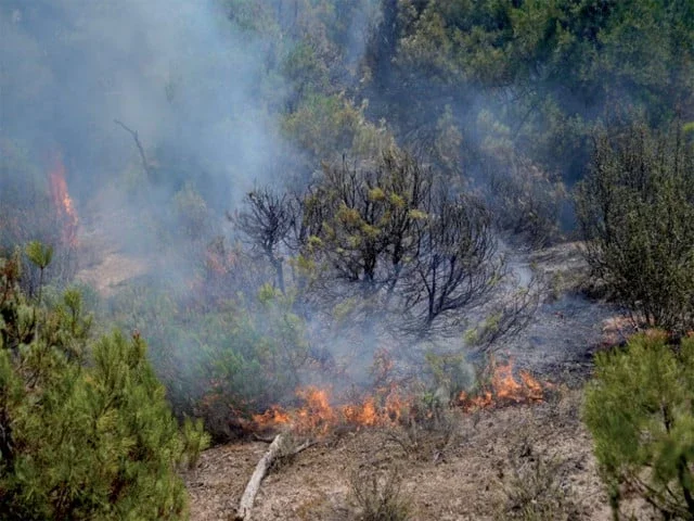 Wildfires force evacuations across southern Europe