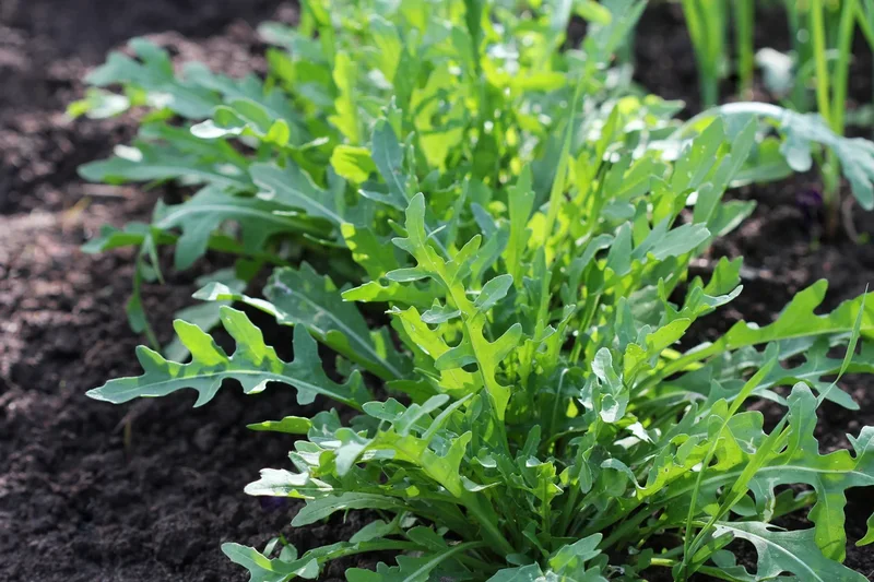 The garden vegetables that love the heat and don’t need replanting every year