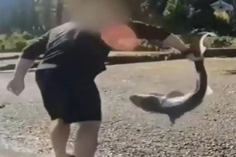 Man accused of filming himself ‘wrestling’ sharks is arrested