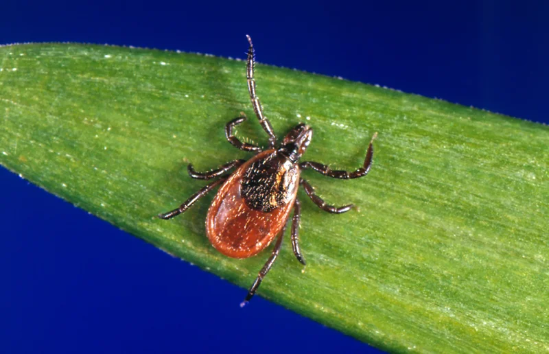 How to stay safe during tick season, according to an expert
