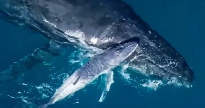Rare footage of humpback whale birth captured on drone video