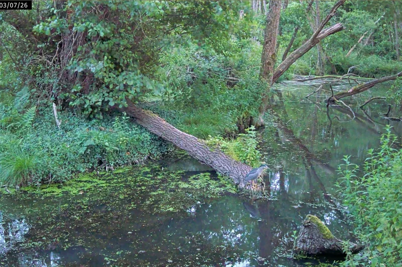 Rare heron spotted on camera at Somerset National Trust site
