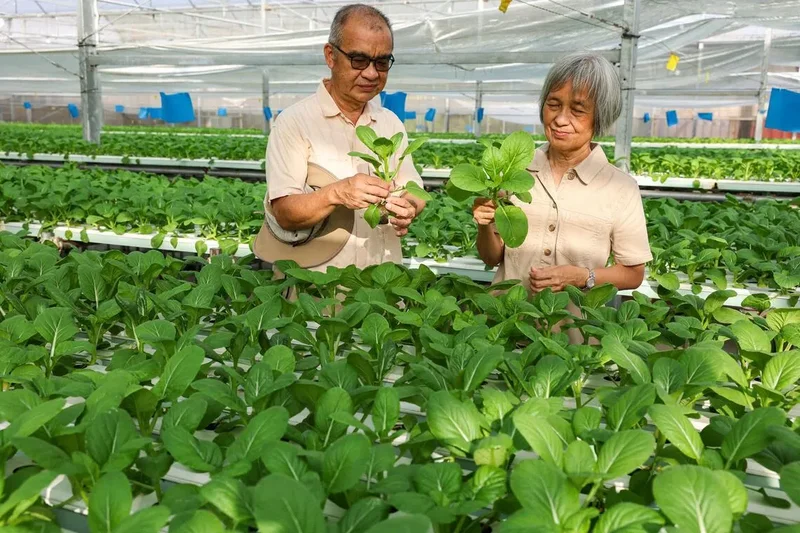 Seven vegetable farms enter wholesale deals under push to keep local farms afloat